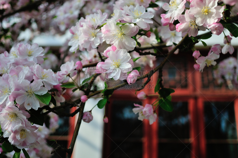 海棠,春天,自然,季节,北京大学,图像,花朵,自然美,花瓣,叶子