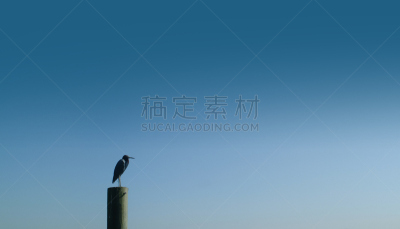 天空,海滩,蓝色,佛罗里达,黑鹭,大乌鸦,水平画幅,无人,鸟类,大西洋