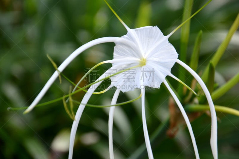 蜘蛛,白色,水鬼蕉,蜘蛛百合,自然,留白,芳香的,水平画幅,雄蕊,无人