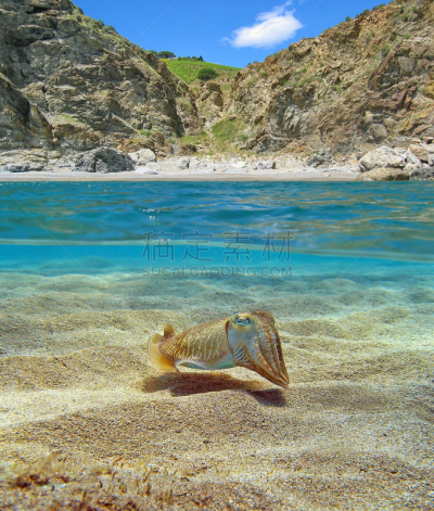 墨鱼,水下,地中海,海湾,垂直画幅,在下面,水,沙子,无人,软体动物