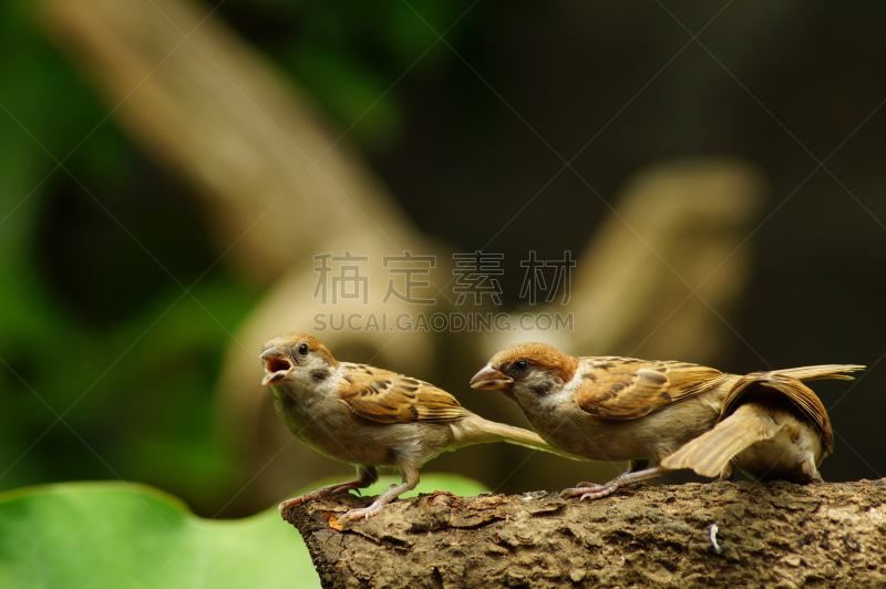 鸟类,玛雅文明,枝,麻雀,选择对焦,美,褐色,水平画幅,无人,欧亚大陆