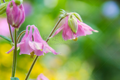 耧斗菜,自然,水平画幅,无人,长颈族,夏天,特写,前景聚焦,自然美,白色