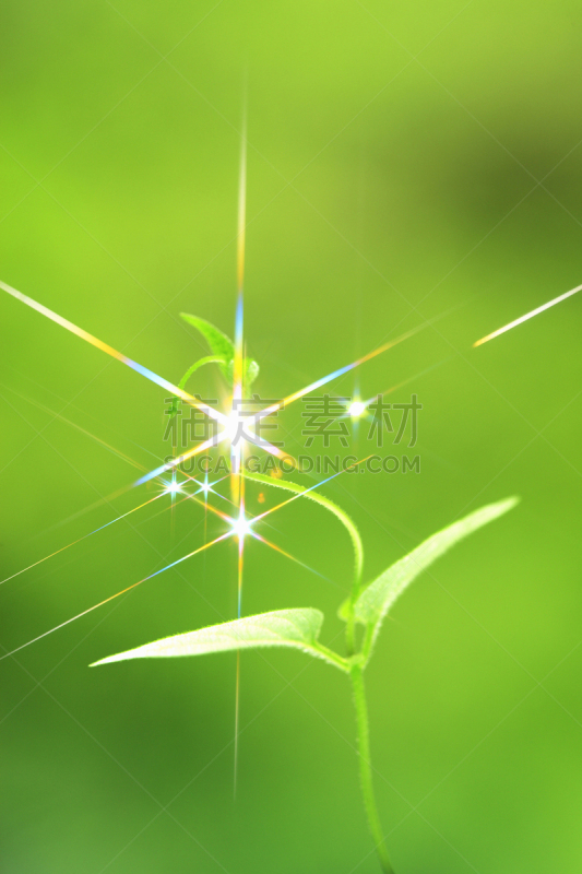 秧苗,双叶区,垂直画幅,水,绿色,无人,材料,草,明亮,水滴