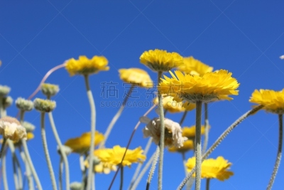 二十九棵棕榈,搅拌机,国境线,活力,浪漫,花的组成部分,沙漠,户外,诗人,克服困难