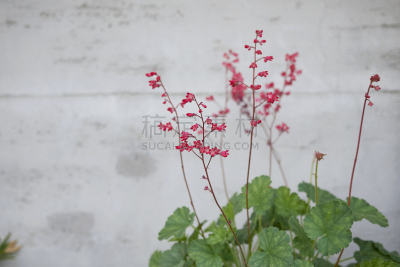 矾根属植物,花盆,环境,八仙花属,植物,背景,夏天,户外,纹理,园艺