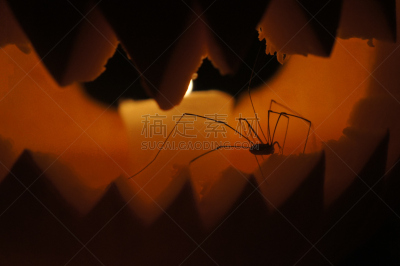 蜘蛛,水平画幅,秋天,无人,节日,南瓜,空心南瓜灯,蜘蛛纲,怪异