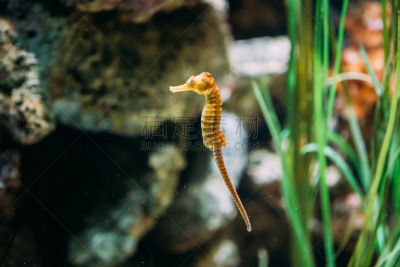水族馆,海马,长的,热带气候,野生动物,大西洋,长吻扁头鱼,动物,刺海马,水下
