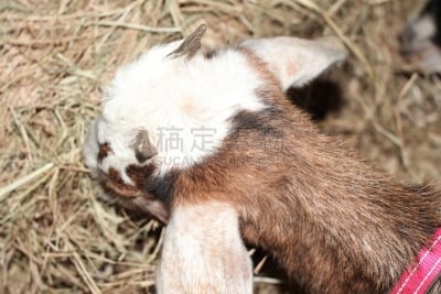 山羊,美国,水平画幅,努比亚山羊,家畜,无人,动物习性,幼小动物,有角的,鹿