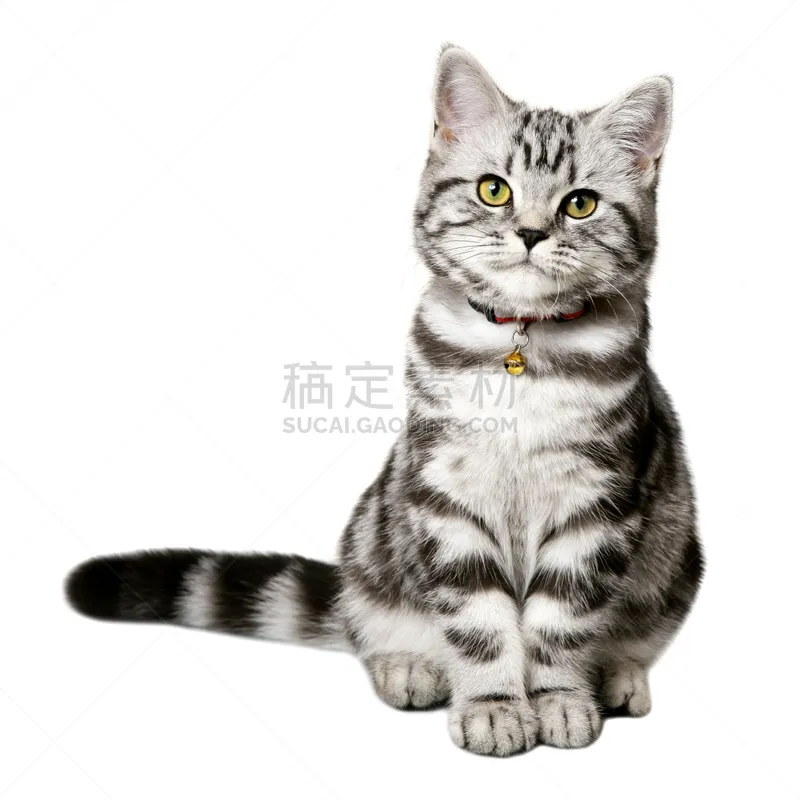 短毛猫 小猫 白色 可爱的 分离着色 斑纹猫 猫 背景分离 白色背景 灰色图片素材下载 稿定素材