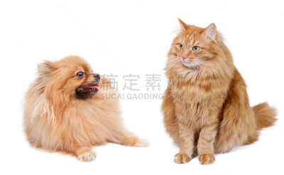 博美犬,野生猫科动物,乐趣,红色,褐色,水平画幅,侧面像,人的嘴,伴侣,组物体