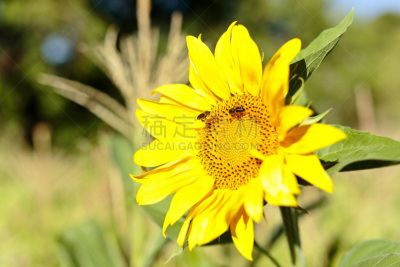 蜜蜂,夏天,向日葵,水平画幅,水果,玩具熊向日葵,特写,common sunflower,农作物,向日葵籽