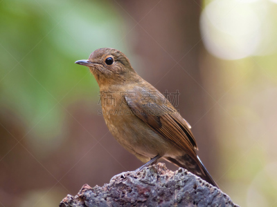 Babbler,自然,褐色,野生动物,水平画幅,无人,蓝色,鸟类,泰国,摄影