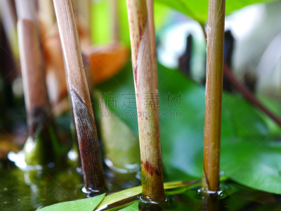 莎草纸,自然界的状态,热带气候,枝繁叶茂,草,伞,莎草,水生动植物,植物,背景
