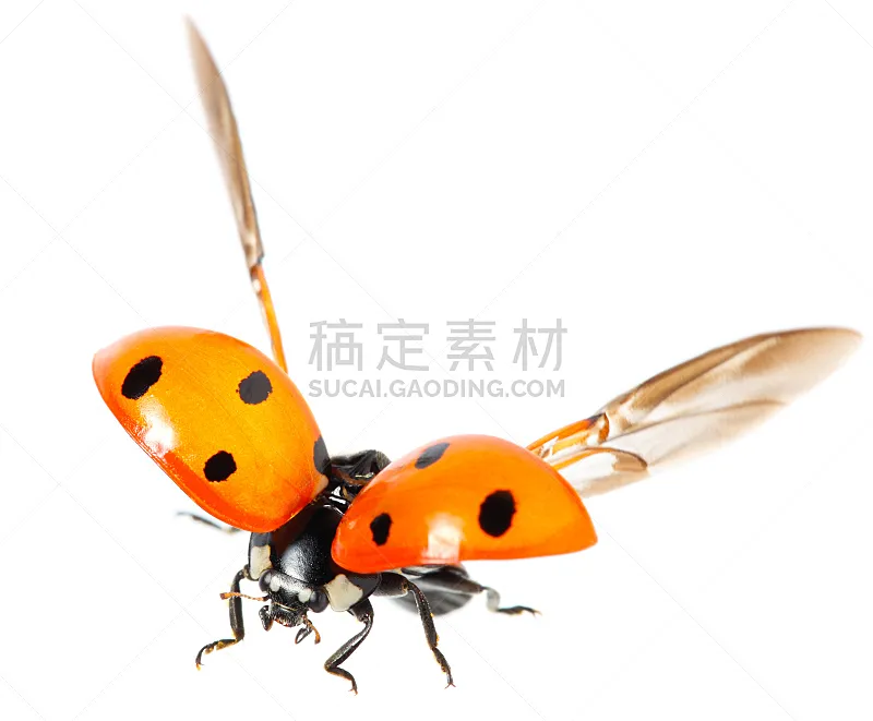瓢虫 翅膀 甲虫 昆虫 水平画幅 动物 动物身体部位 春天 夏天 飞图片素材下载 稿定素材