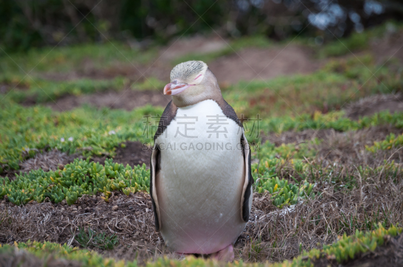 黄眼企鹅,oamaru,休息区,黄眼睛,水平画幅,山,鸟类,企鹅,户外,海洋