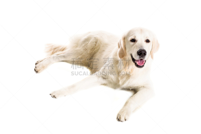 拉布拉多犬,白色背景,裁剪衣服,宠物服装,正装照片,金毛寻回犬,机敏,留白,寻回犬,水平画幅