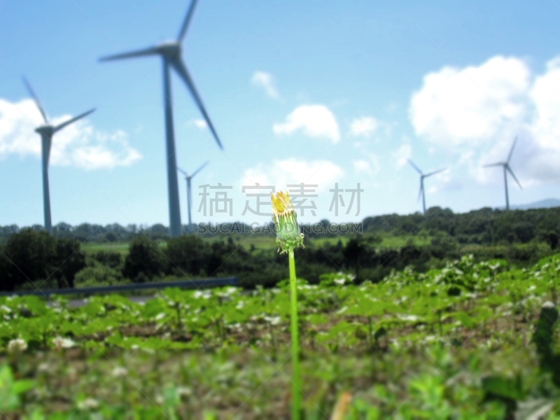 蒲公英,会津若松市,风,水平画幅,地形,风力,无人,福岛县,户外,野生植物