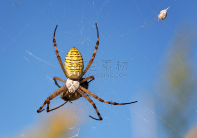 断纹金蛛,自然,野生动物,水平画幅,蜘蛛网,无人,欧洲,蜘蛛纲,野外动物,夏天