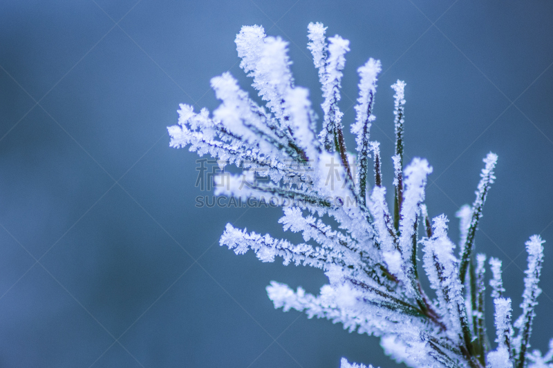 冬天,沼穴伊甸;,灵感,水平画幅,纹理效果,雪,无人,工厂,户外,特写