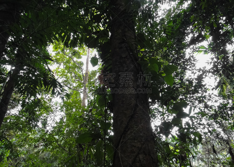 自然,东南亚,国家公园,斯里兰卡,辛哈拉加深林保护区,野生植物,雨林,天空,植物,水平画幅