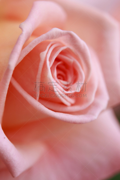 玫瑰,特写,仅一朵花,自然,垂直画幅,无人,园艺,清新,夏天,户外