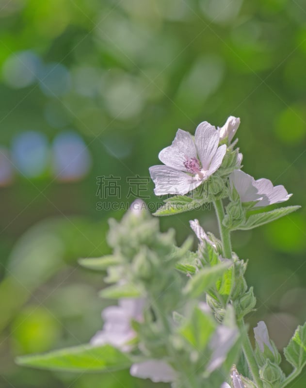 叶子,棉花软糖,垂直画幅,夏天,蜀葵,干的,背神经根,特写,蜀葵科,消遣性药物