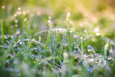 草,露水,水,水平画幅,无人,早晨,户外,特写,刀刃草,雨