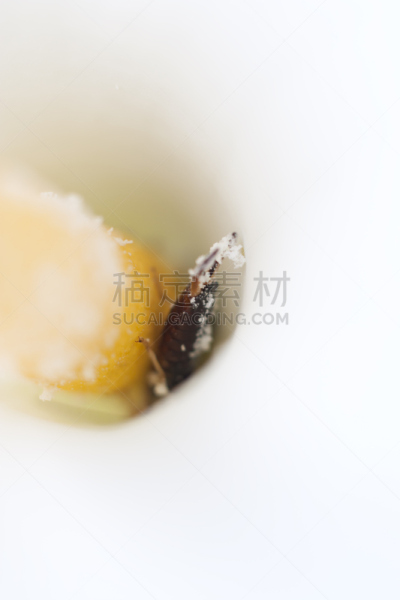 特写,蠷螋,马蹄莲,鹭管鱼,垂直画幅,美,纯净,夏天,仅一朵花,明亮