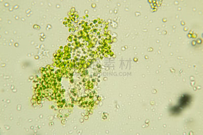 细胞,小球藻,绿藻,社区,一个物体,显微镜,细胞核,生物科技,水平画幅,微生物学