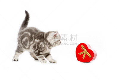 小猫,小的,可爱的,礼物,心型,白色,分离着色,野生猫科动物,美,留白