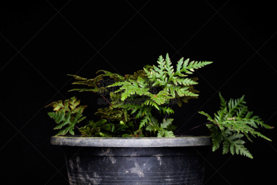 枫树,掌叶铁线蕨,水平画幅,枫叶,无人,蕨类,摄影