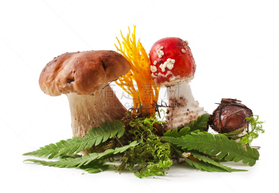 蘑菇,反差,褐色,水平画幅,素食,无人,苔藓,夏天,特写,真菌