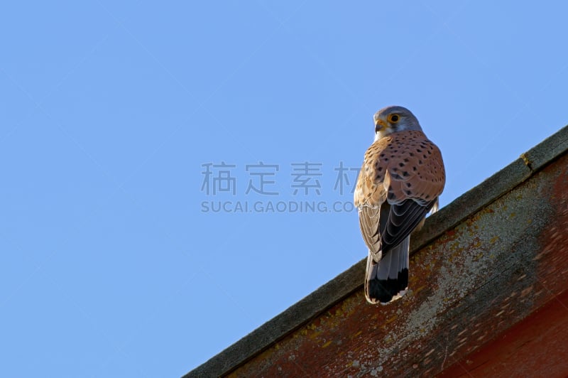 日光,黄昏,天空,褐色,食肉鸟,水平画幅,注视镜头,动物身体部位,野外动物,红隼