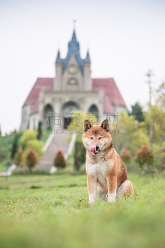 草,澳大利亚卡尔比犬,爱斯基摩犬,澳洲野狗,德国牧羊犬,郊区,野狗,自然,垂直画幅,地形