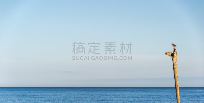 杆,海洋,背景,自由,野生动物,自然美,动物,鸟类,海岸线,湖