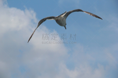 海鸥,西班牙高铁,天空,水平画幅,蓝色,鸟类,半空中,动物身体部位,翅膀,自由