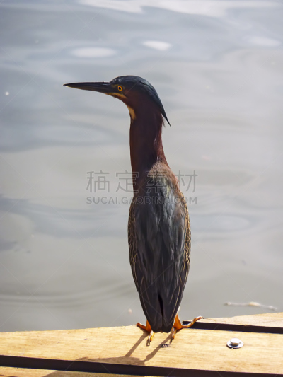 哥斯达黎加,三色苍鹭,环境,野生动物,灰色,环境保护,鹭科,池塘,动物,鸟类