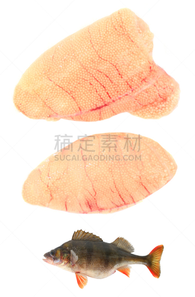 鱼子酱,鲈鱼,垂直画幅,银色,膳食,海产,湖,淡水,动物鳍,白色