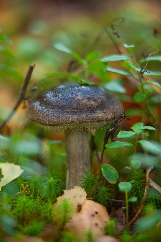 森林,栽培植物,鸭舌帽,自然美,垂直画幅,秋天,羊肚菌,无人,苔藓,蘑菇
