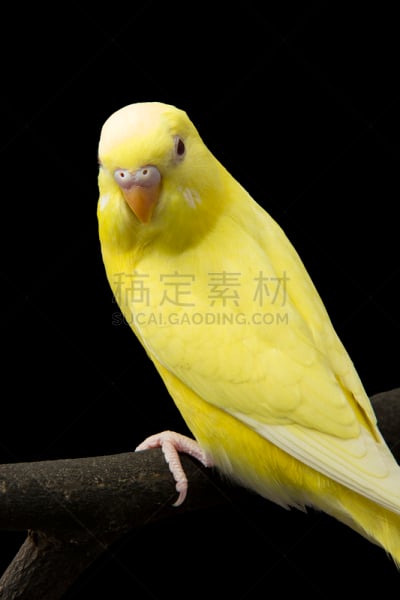 鹦鹉,黄色,枝,垂直画幅,鸟类,动物身体部位,黑色背景,喙,热带气候,翎毛
