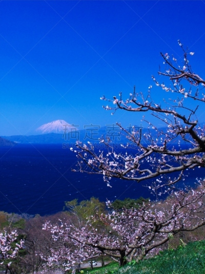 洞爷湖,北海道,非凡的,富士山,风景,欲望,有珠山,梅子,羊蹄山,梅花