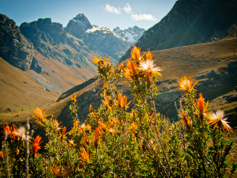 安地斯山脉,山,秘鲁,图像,科迪勒拉山脉,南美,水平画幅,地形