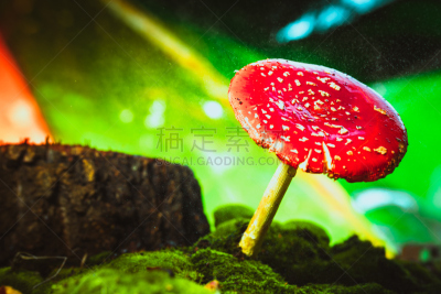 苔藓,斑点,红色,蘑菇,自然美,白色,褐色,水平画幅,无人,夏天