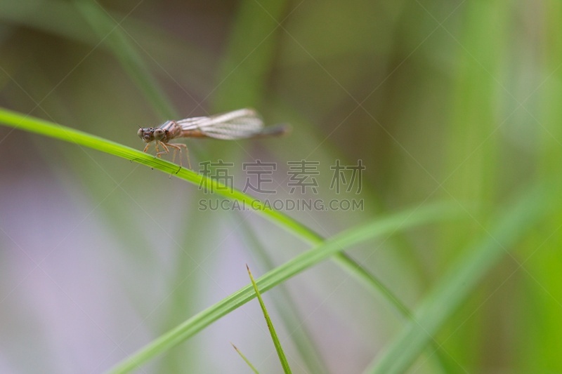 草,豆娘,悲痛中的少女,威斯康星,自然,水平画幅,无人,飘然,特写,刀刃草