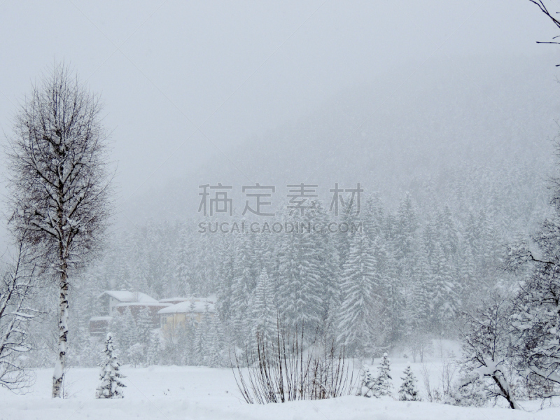 雪天出行,塞费尔德,松树,水平画幅,雪,无人,户外,松木,白色,冬天