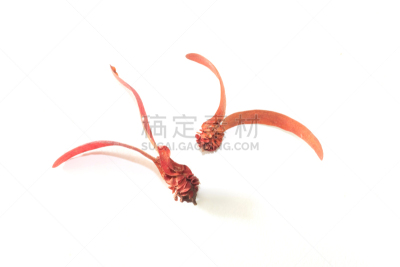 自然,水平画幅,无人,白色背景,背景分离,尤脑香科树,自然美,白色,植物,2015年