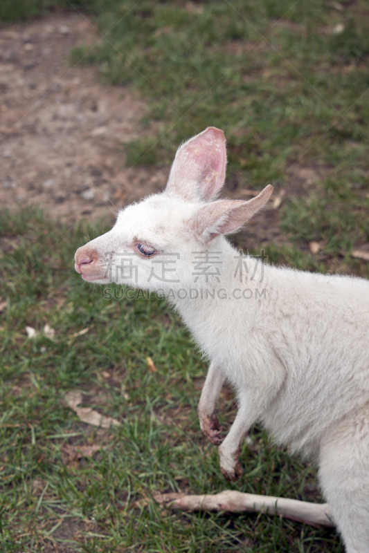 袋鼠,白化病者,垂直画幅,白色,有袋亚纲,幼兽,动物,小袋鼠,特写,澳大利亚