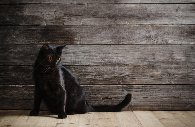 猫,木制,暗色,背景,美洲黑熊,黑猩猩属,褐色,水平画幅,银色,古老的