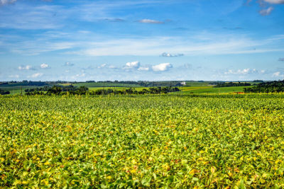 Countryside Landscapes in the Brazilian State of ParanÃ¡, Near the Cities of Cascavel and Toledo