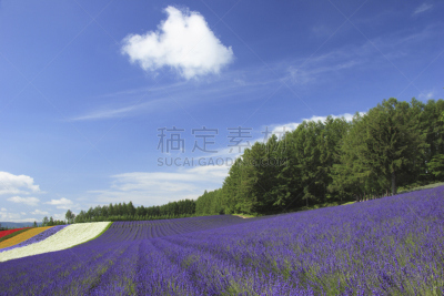 熏衣草,田地,自然,天空,水平画幅,地形,山,富良野盆地,无人,蓝色